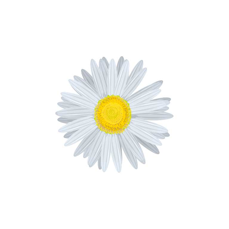 White Daisy Flower Graphic Decal - Ragged Apparel Screen Printing and Signs - www.nmshirts.com