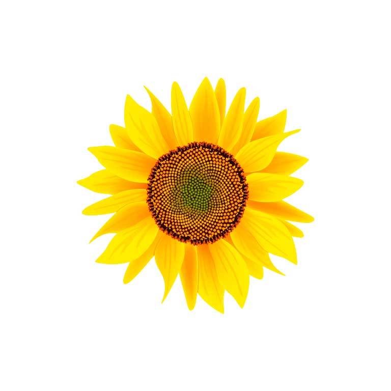 Yellow Sunflower Graphic Decal - Ragged Apparel Screen Printing and Signs - www.nmshirts.com